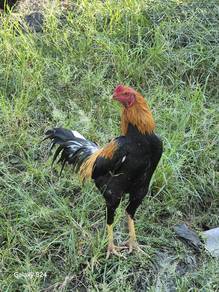 ayam ratu  LHK muda