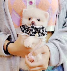 Tiny Pomeranian