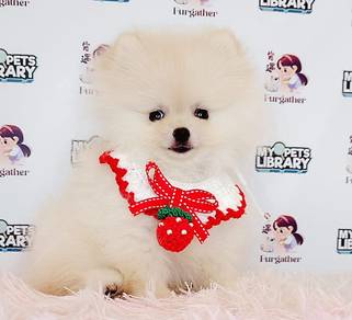 Pomeranian