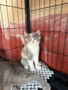 kucing British short hair
