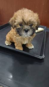 Shihtzu