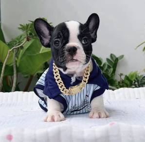 FRENCH BULLDOG PUPPIES VIP174🌻Cute & Healthy Boy