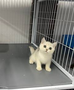 Pure BSH kitten
