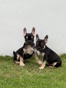 French bulldog puppy