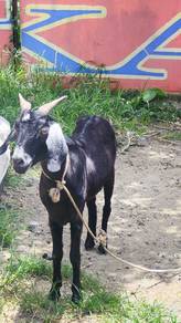 kambing lover kambing nk jual barwrna hitam 