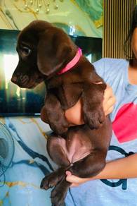 Labrador retriever y