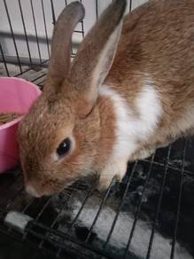 Adult Female Rabbit for SALE