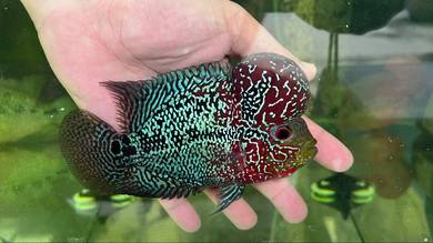 Flowerhorn Female with huge kok