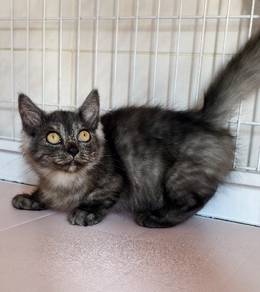 munchkin longhair 