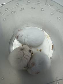 hamster syrian 