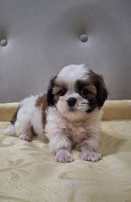 shih tzu puppy