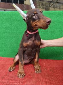 MKA Doberman Puppy Female 1708A