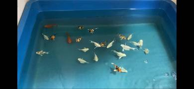 Ballon Molly Fish