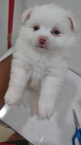 Pom poo