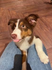 Border Collie Dog For Sale with Cert