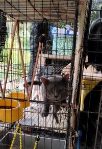 clear BSH mix