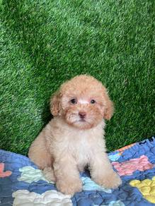 poodle