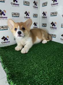 Pembroke Welsh corgi pup got tail