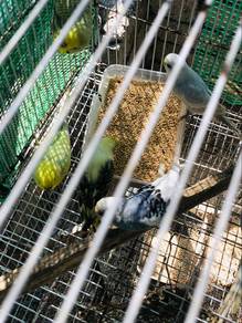 burung baji induk 6 ekor