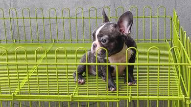 GGGG-900500 French Bulldog female puppy