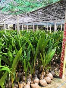 Benih kelapa ratus / sgg