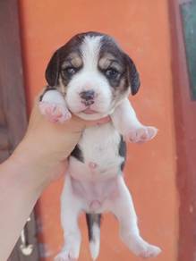 Beagle