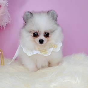 Pomeranian