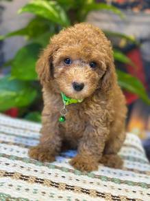 poodle ~7