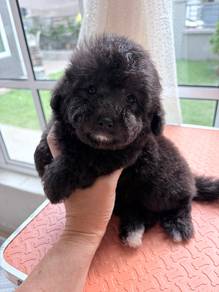 High quality silver boy poodle