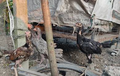 anak ayam sabung