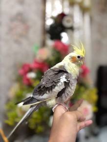 burung cockatiel pied jinak bird parrot