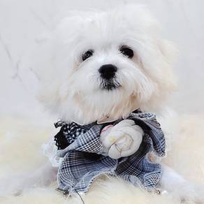 Maltipoo