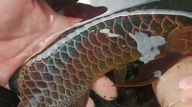 arowana blue base 12 inch-wholesale price