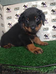 Rottweiler big bone quality with mka cert