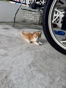 Anak kucing