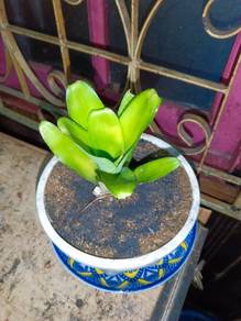 pokok bromaliad