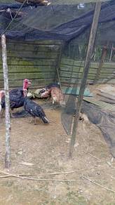 Turkey ( Ayam Belanda )