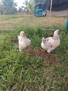 Ayam gajah 