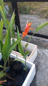 pokok heliconia 