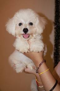 J0820 Bichon Loving Companion Puppy