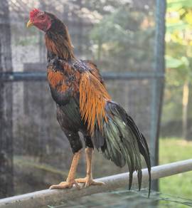 ayam ratu LHK