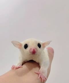 sugar glider