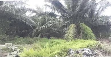 Agricultural Land in Klang, SGR
