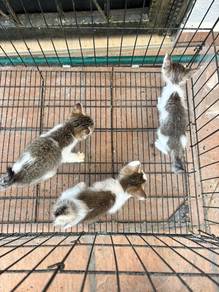 kittens for adoption!!