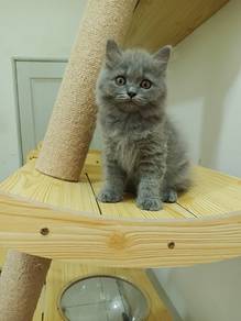 British Longhair Kitten