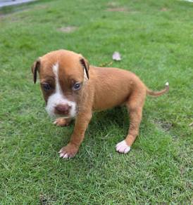 bully dog