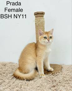 BSH Golden