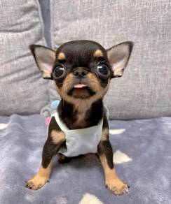 CHIhuahua