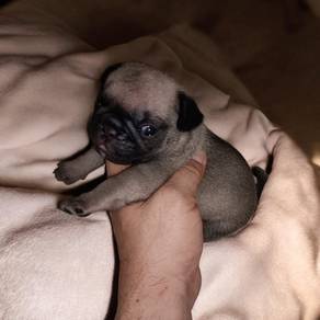 Pug