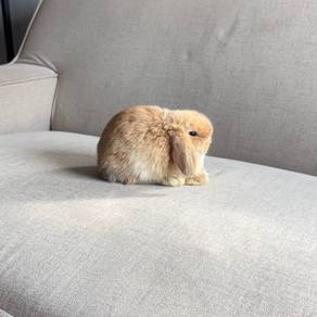 Holland lop bunny ear lop rabbit arnab